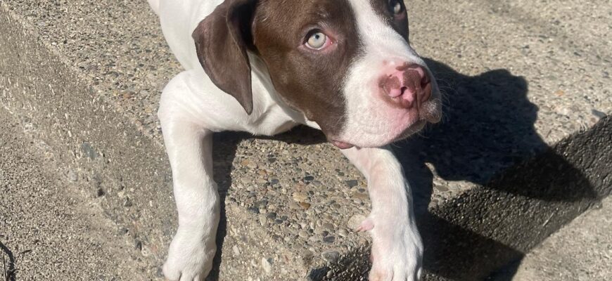 Ghost the Pitbull