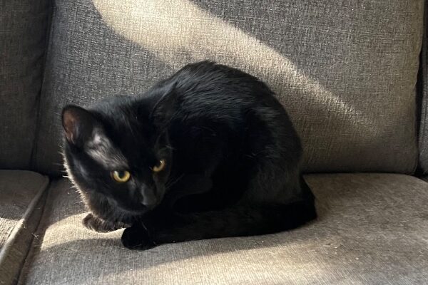 Spooky Needs Loving Home