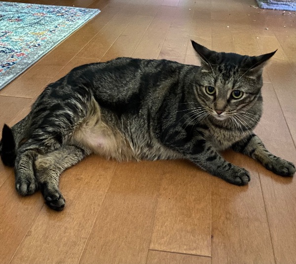 Shy, Chunky Cat Needs New Calmer Home