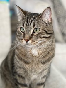 Cleo is looking for a new home!