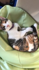 1.5 year old Calico- Josephine