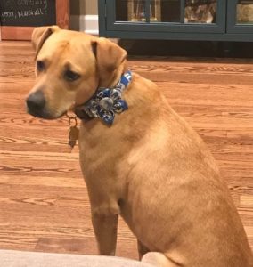 A New Home for Scout