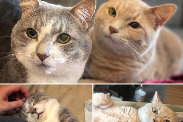 Two Sweet Tabbies, Looking for a Quiet Home