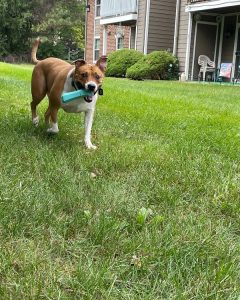 Otis