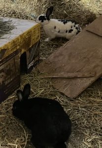 Friendly Bunnies