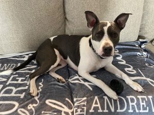 Kaia Jo Needs a New Home