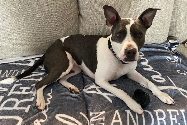Kaia Jo Needs a New Home