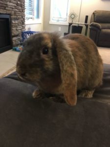 Family Bunny