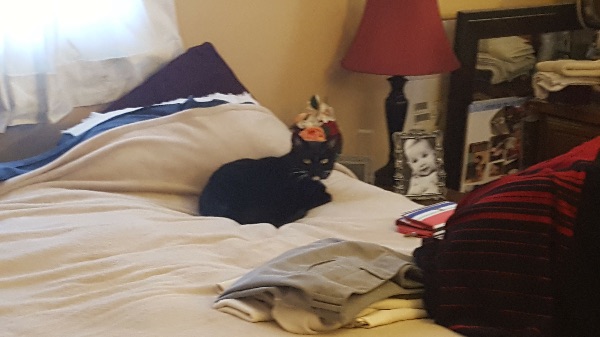 Healthy, 11-year-old, Front Declawed, Female Cat