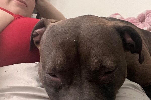 Energetic Pit Looking for a Home