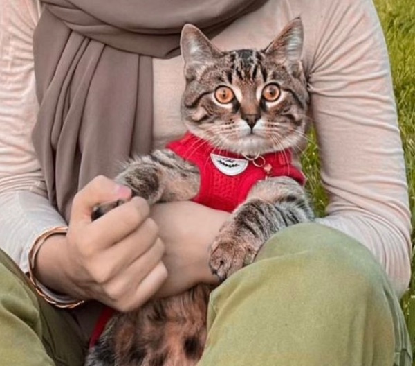 Snuggly Cat Needs a New Home