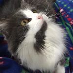 Cuddly Cat Companion