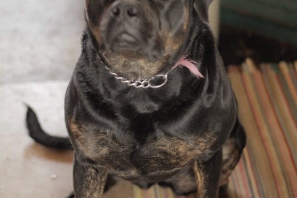 Kimber