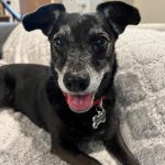 Tripod looking for quiet home