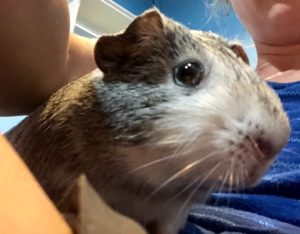 Piggy Panda Needs a New Home