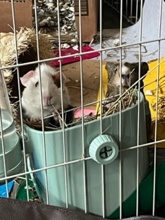 Two well-loved, female Guinea pigs are looking for their next lifelong home!
