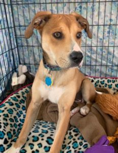 Puppy is looking for loving and patient forever home.