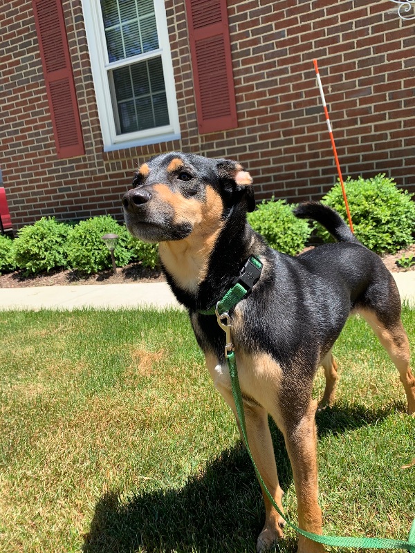 Good Boy Deserves to be the Only Dog
