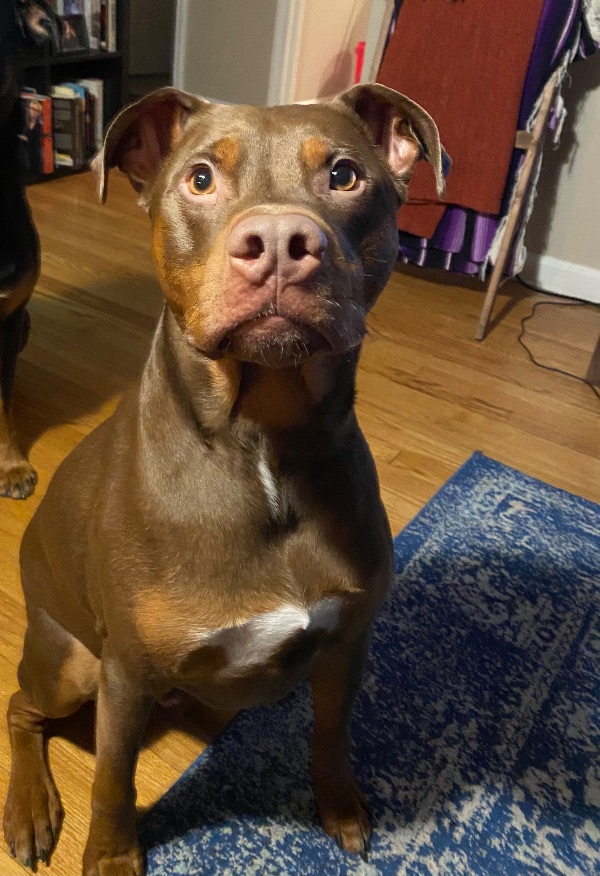 Handsome Boy Needs Home Without Other Dogs