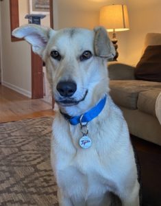 Bailey German Shepherd Mix