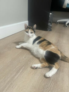Beautiful Calico Cat looking for a new home!