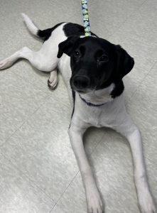 Meet Rico, a 9-month-old pup who needs a new family.