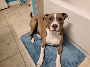 Loving dog is looking for new loving family!