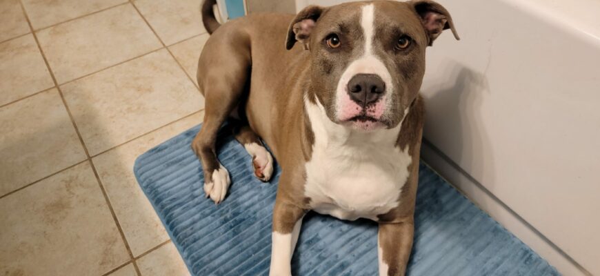 Loving dog is looking for new loving family!