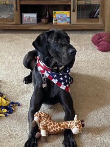Duke the Dane