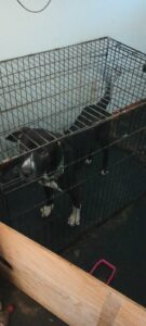Black and White Pitbull/Bull Mastiff Named Tank