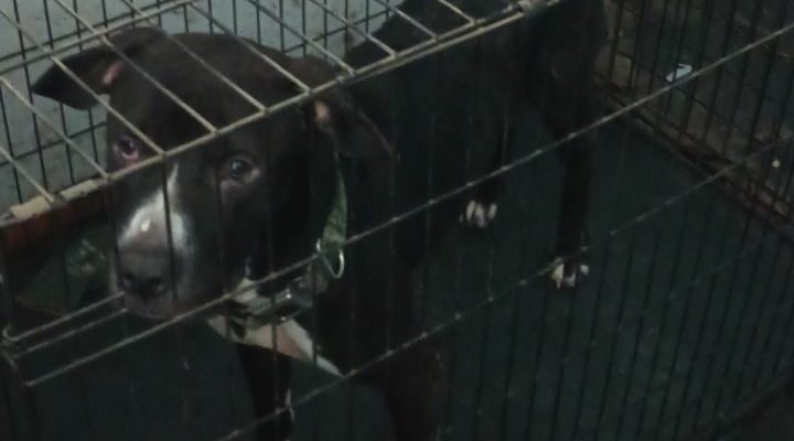 Black and White Pitbull/Bull Mastiff Named Tank