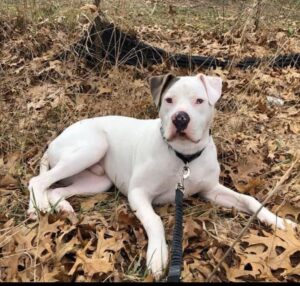 Sweet loving boy in need of urgent permanent home