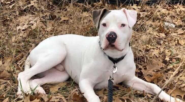 Sweet loving boy in need of urgent permanent home