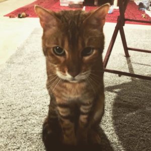 Uncle Bailey needs a peaceful new home.