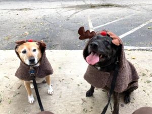 Brother and Sister Loving Retired Dogs Need Home