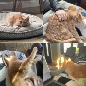 Sweet Kittie needs new home