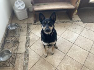 Loving German Shepherd
