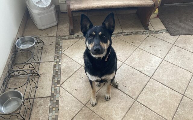 Loving German Shepherd