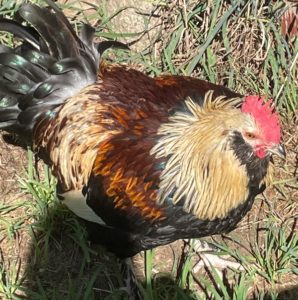 Skittles Needs a New Home