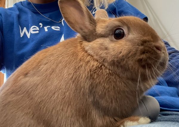 Honey Bunny