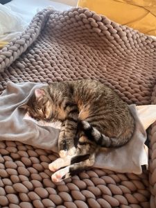 Cutie patootie needs a home where he’ll get lots of attention!