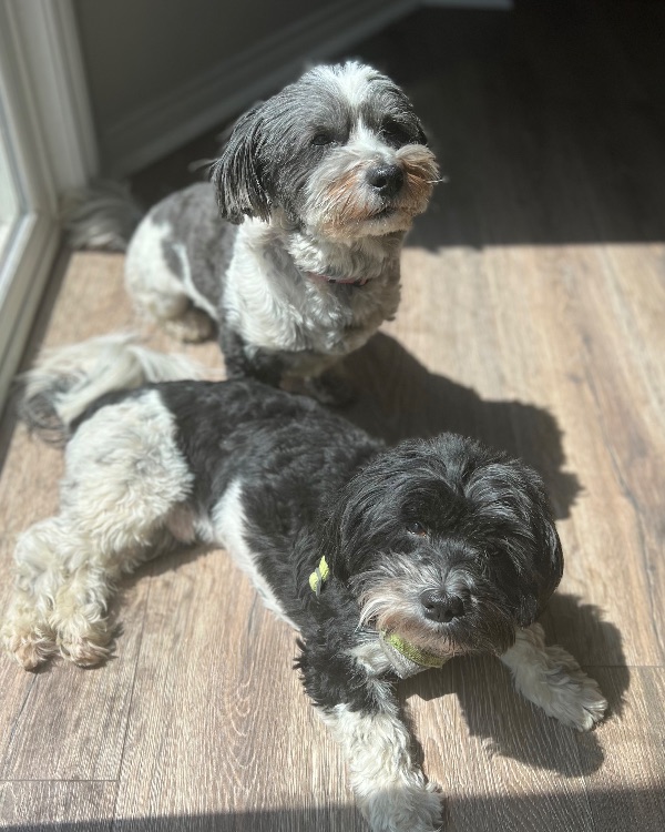 Otis and Milo are looking for a home. Will you take us in?