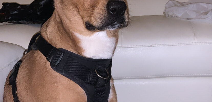 Lab Pitbull Mix