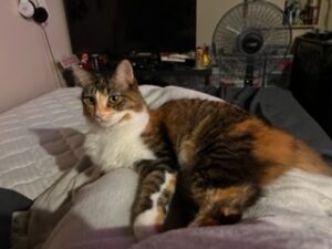 Beautiful Maine Coon Mix