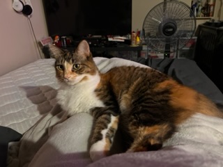 Beautiful Maine Coon Mix