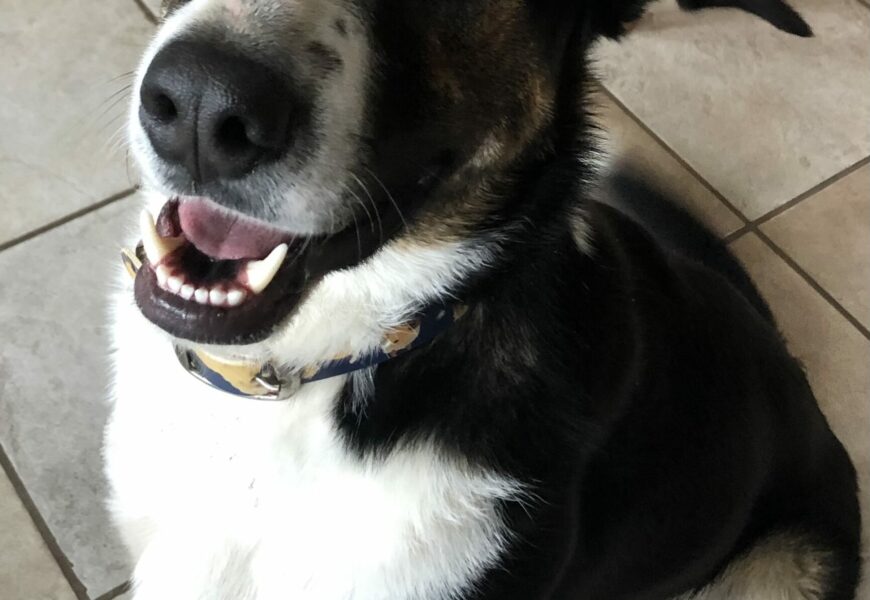 Very loving dog. He is really a great dog!