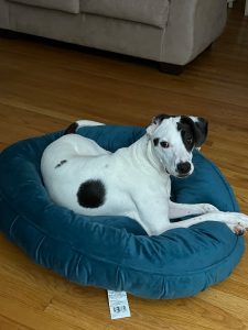 Sweet Girl Needing the Best Home