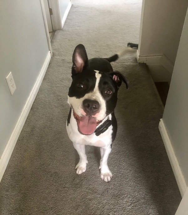 Lola Bear Needs a New BFF