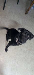 Sadie