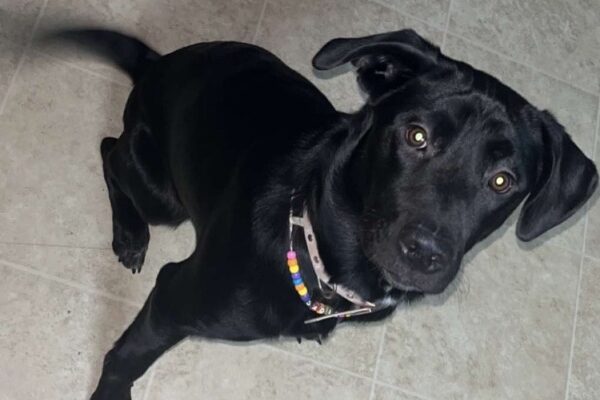 Sadie